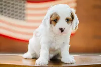 Freddy, a male Cavapoo for sale in Columbia City, IN – 5 of 9