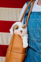 Freddy, a male Cavapoo for sale in Columbia City, IN – 6 of 9