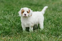 Freddy, a male Cavapoo for sale in Columbia City, IN – 4 of 9