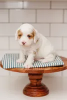 Freddy, a male Cavapoo for sale in Columbia City, IN – 1 of 9