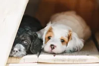 Freddy, a male Cavapoo for sale in Columbia City, IN – 3 of 9
