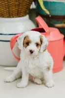 Freddy, a male Cavapoo for sale in Columbia City, IN – 2 of 9