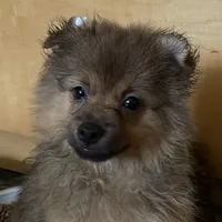 Puppy, a male Pomeranian for sale in Flushing, NY – 2 of 3