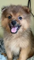 Puppy, a male Pomeranian for sale in Flushing, NY – 3 of 3