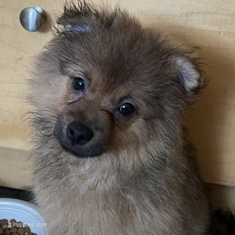 Puppy – Pomeranian puppy for sale in Flushing, NY