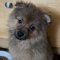 Puppy, a male Pomeranian for sale in Flushing, NY – 1 of 3