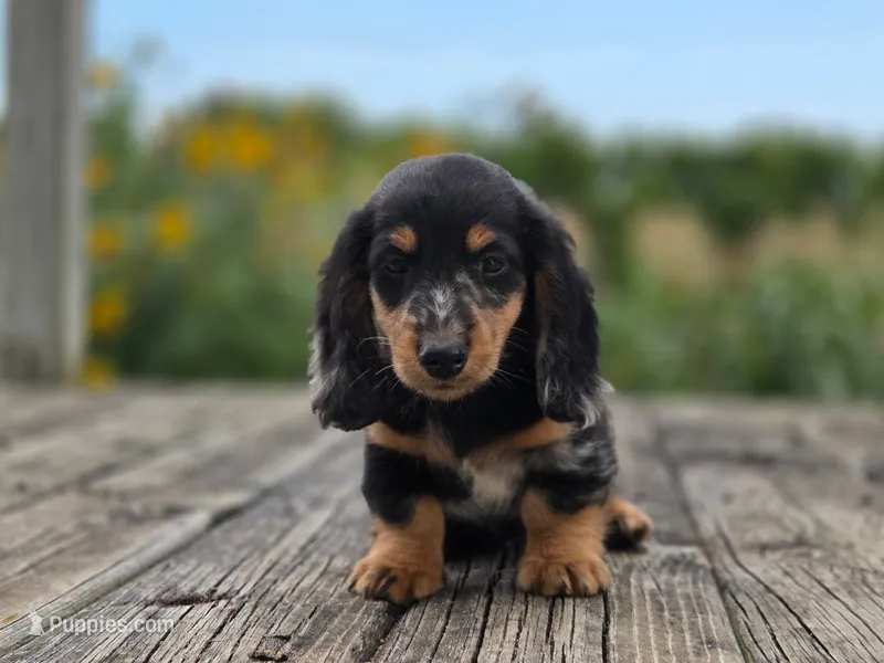 Harlo – Miniature Dachshund puppy for sale in Crystal, MI
