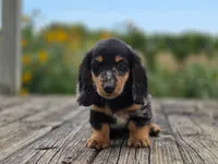 Harlo, a male Miniature Dachshund for sale in Crystal, MI – 1 of 1