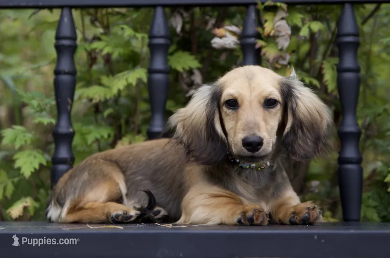 Louis – Dachshund puppy for sale in Crystal, MI