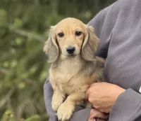 Donna, a female Dachshund for sale in Crystal, MI – 1 of 1