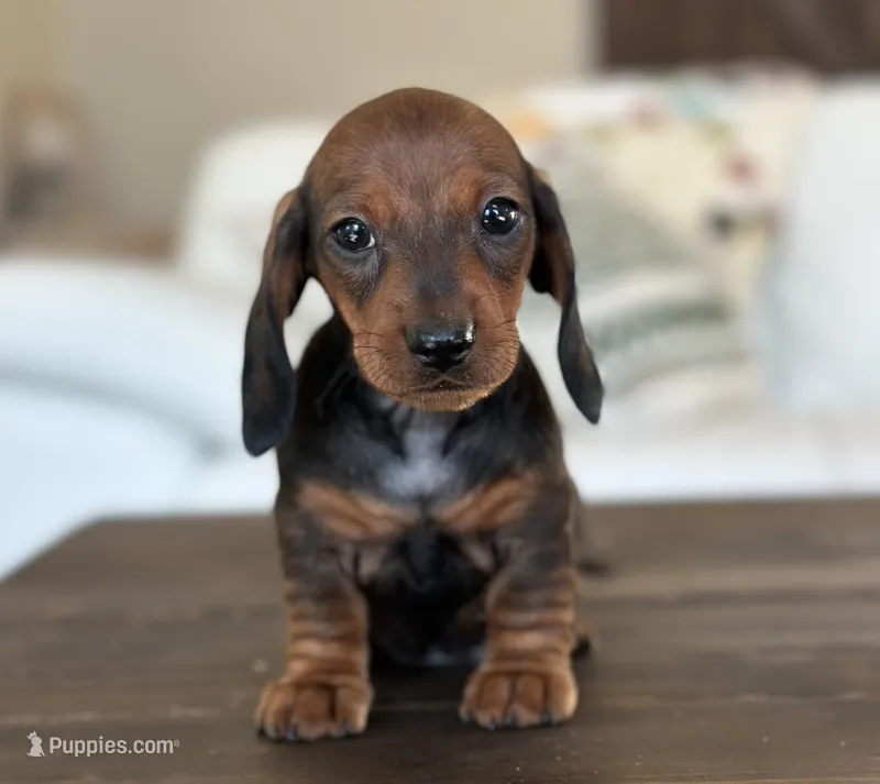 Petunia – Miniature Dachshund puppy for sale in Crystal, MI