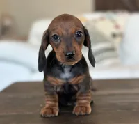 Petunia, a female Miniature Dachshund for sale in Crystal, MI – 1 of 1