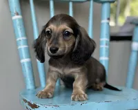Lolita, a female Miniature Dachshund for sale in Crystal, MI – 1 of 1