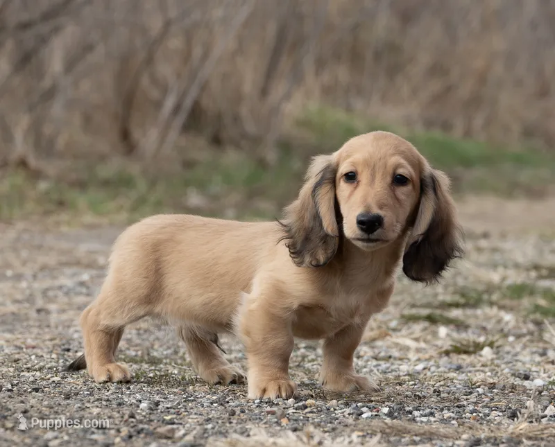 Tugboat – Miniature Dachshund puppy for sale in Crystal, MI