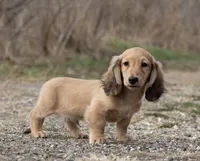 Tugboat, a male Miniature Dachshund for sale in Crystal, MI – 1 of 1