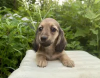 Lelo, a female Dachshund for sale in Crystal, MI – 2 of 2