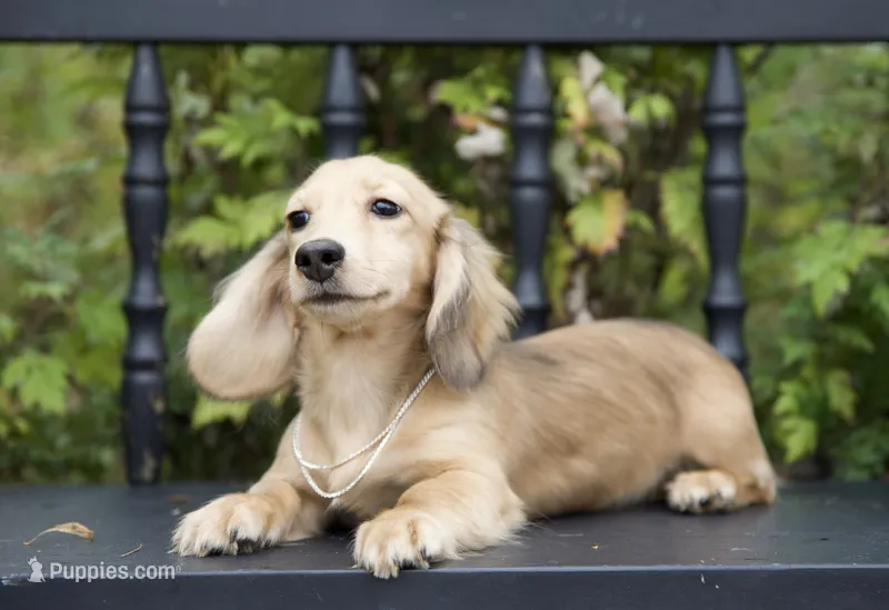 King Midas' Boy – Dachshund puppy for sale in Crystal, MI