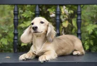 King Midas' Boy, a male Dachshund for sale in Crystal, MI – 1 of 1