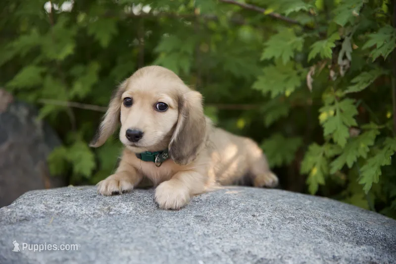 Indy's boy – Miniature Dachshund puppy for sale in Crystal, MI