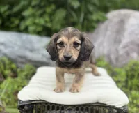Frederick, a male Dachshund for sale in Crystal, MI – 2 of 2