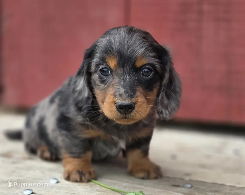 Lennox – Miniature Dachshund puppy for sale in Crystal, MI