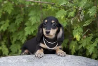 Lydia, a female Miniature Dachshund for sale in Crystal, MI – 1 of 1