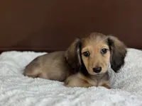 Bonita's boy, a male Dachshund for sale in Crystal, MI – 2 of 2