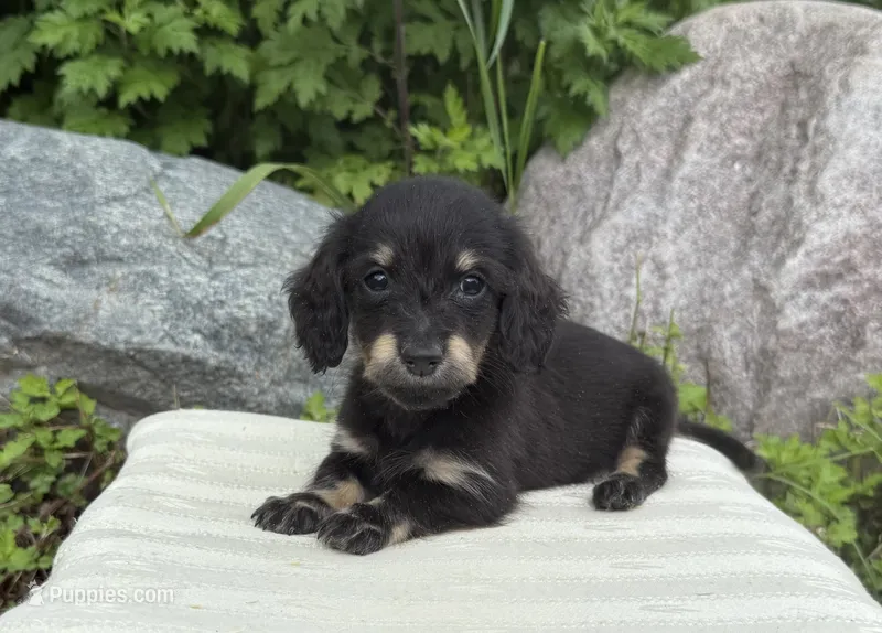 Fum – Miniature Dachshund puppy for sale in Crystal, MI