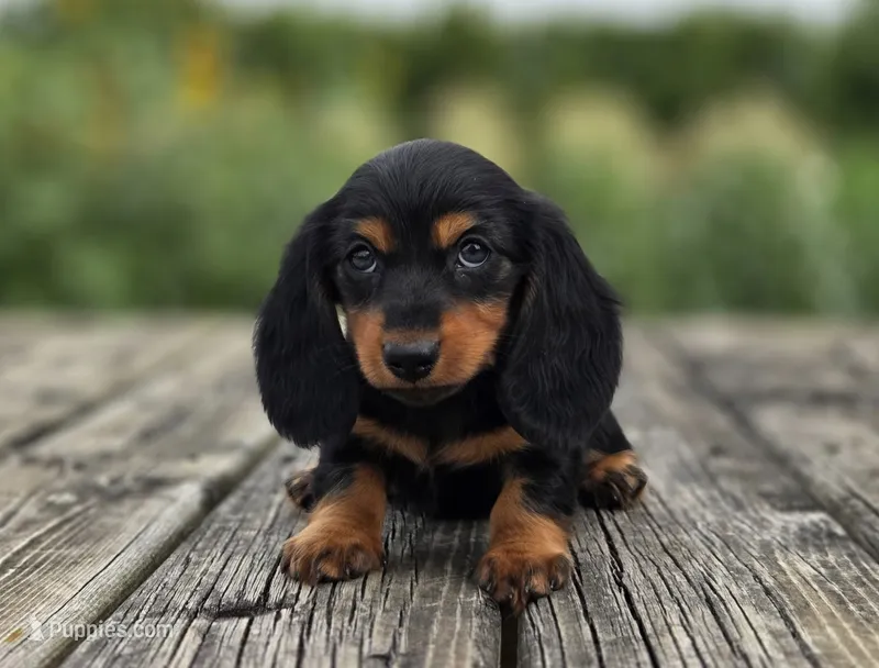 Kirby – Miniature Dachshund puppy for sale in Crystal, MI