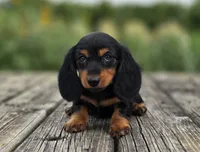 Kirby, a male Miniature Dachshund for sale in Crystal, MI – 1 of 1