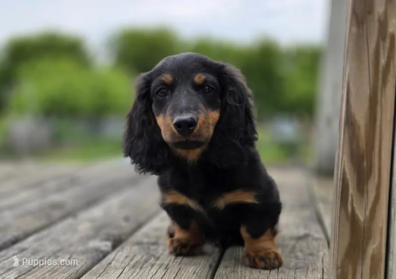 Moseley – Dachshund puppy for sale in Crystal, MI