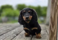 Moseley, a male Dachshund for sale in Crystal, MI – 1 of 1