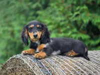 Opie, a female Dachshund for sale in Crystal, MI – 1 of 1