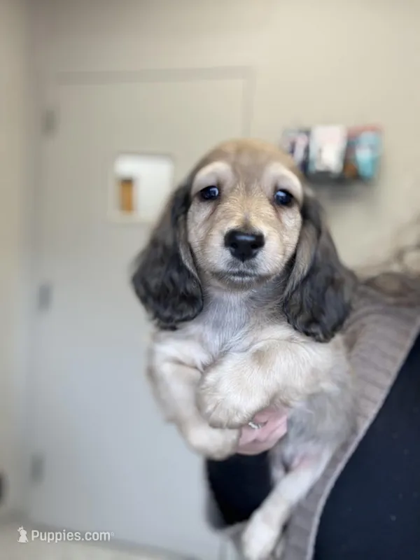 Tugboat, a male Dachshund for sale in Crystal, MI – Photo 1 of 1