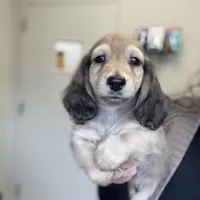 Tugboat, a male Dachshund for sale in Crystal, MI – Photo 2 of 2