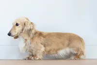 Ashy Bee, a female Miniature Dachshund for sale in Crystal, MI – 2 of 2