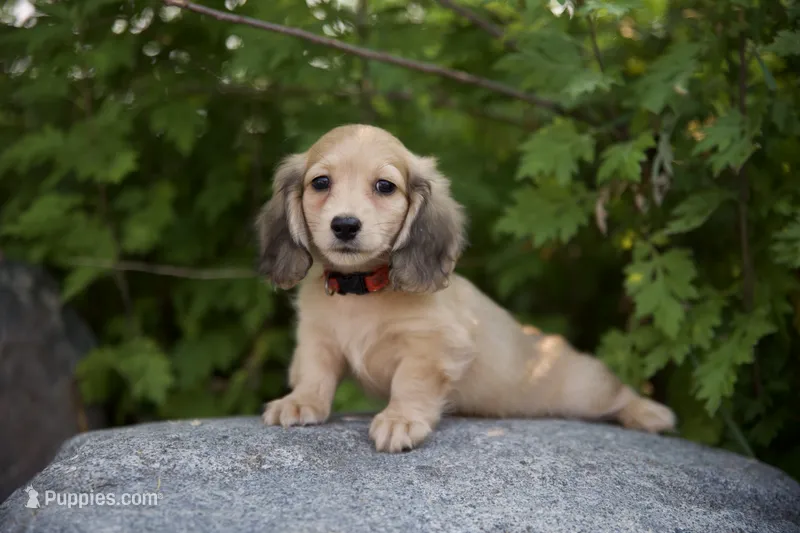 Ivan – Miniature Dachshund puppy for sale in Crystal, MI