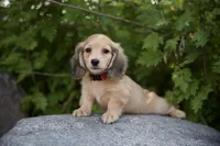 Ivan, a male Miniature Dachshund for sale in Crystal, MI – 1 of 1