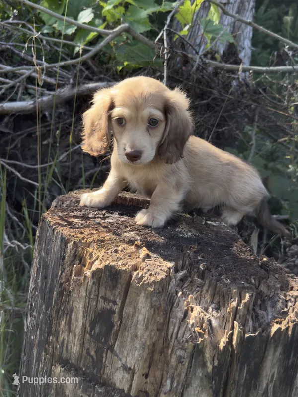 Navy boy – Dachshund puppy for sale in Crystal, MI