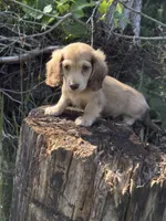 Navy boy, a male Dachshund for sale in Crystal, MI – 1 of 1