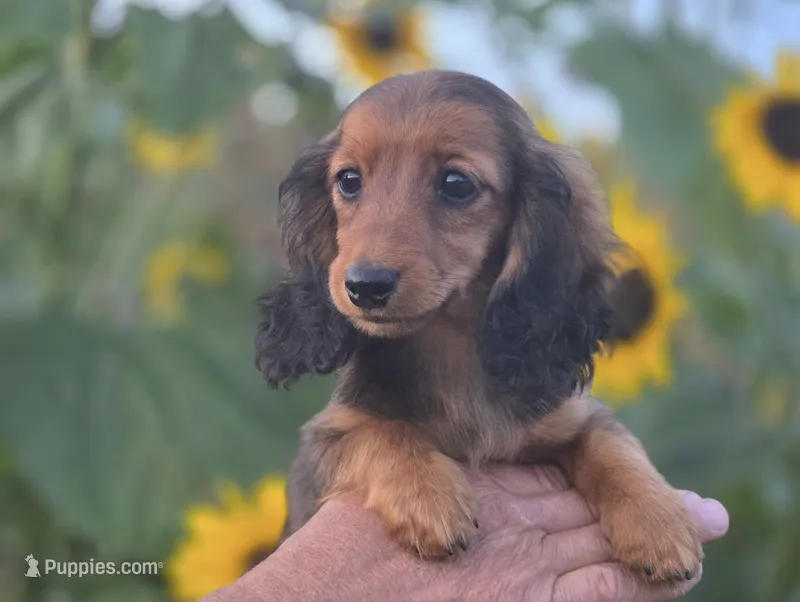 Rosalina's Red Baby Girl – Dachshund puppy for sale in Crystal, MI