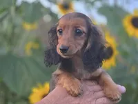 Rosalina's Red Baby Girl, a female Dachshund for sale in Crystal, MI – 1 of 1