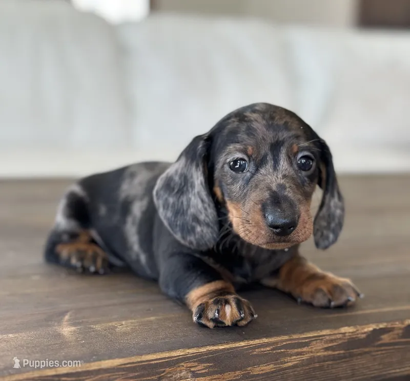 Matteo – Miniature Dachshund puppy for sale in Crystal, MI