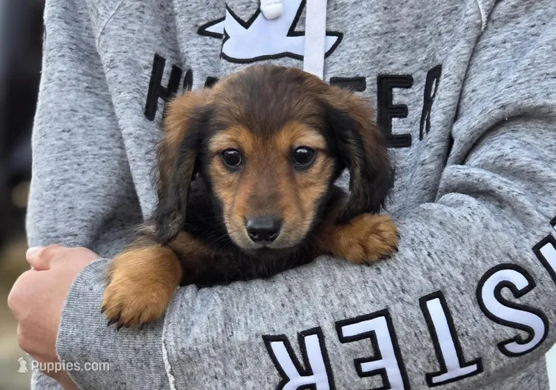 Ohd Happy Day – Dachshund puppy for sale in Crystal, MI