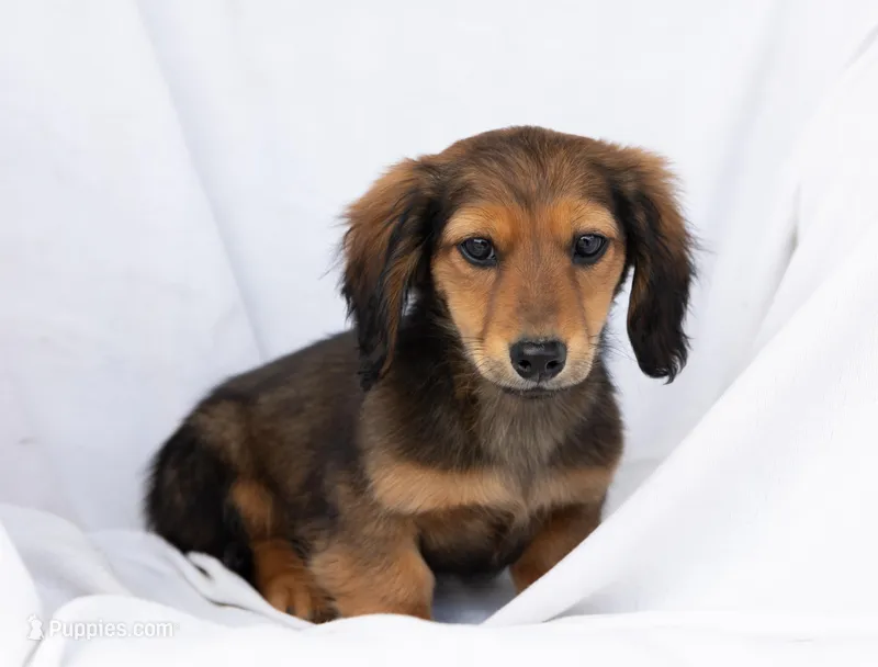 Ohd Happy Day – Dachshund puppy for sale in Crystal, MI