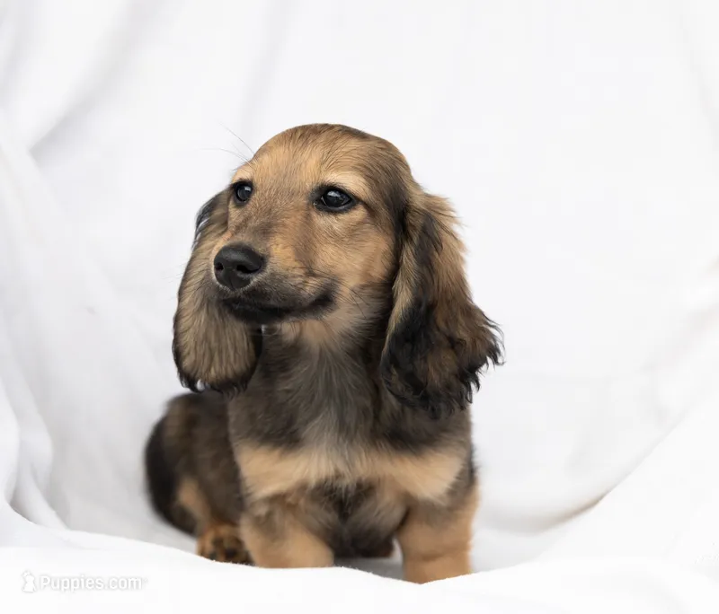 Jingles – Miniature Dachshund puppy for sale in Crystal, MI