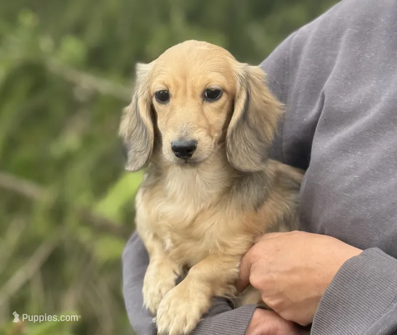 Madonna – Miniature Dachshund puppy for sale in Crystal, MI