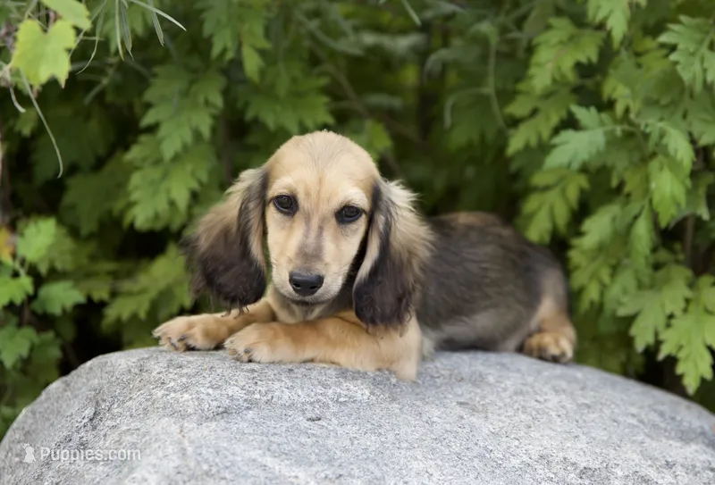 Lewis – Miniature Dachshund puppy for sale in Crystal, MI