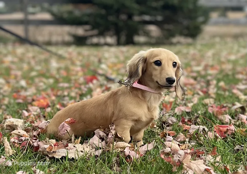 Lucille Ball – Dachshund puppy for sale in Crystal, MI