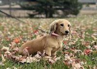Lucille Ball, a female Dachshund for sale in Crystal, MI – 1 of 3